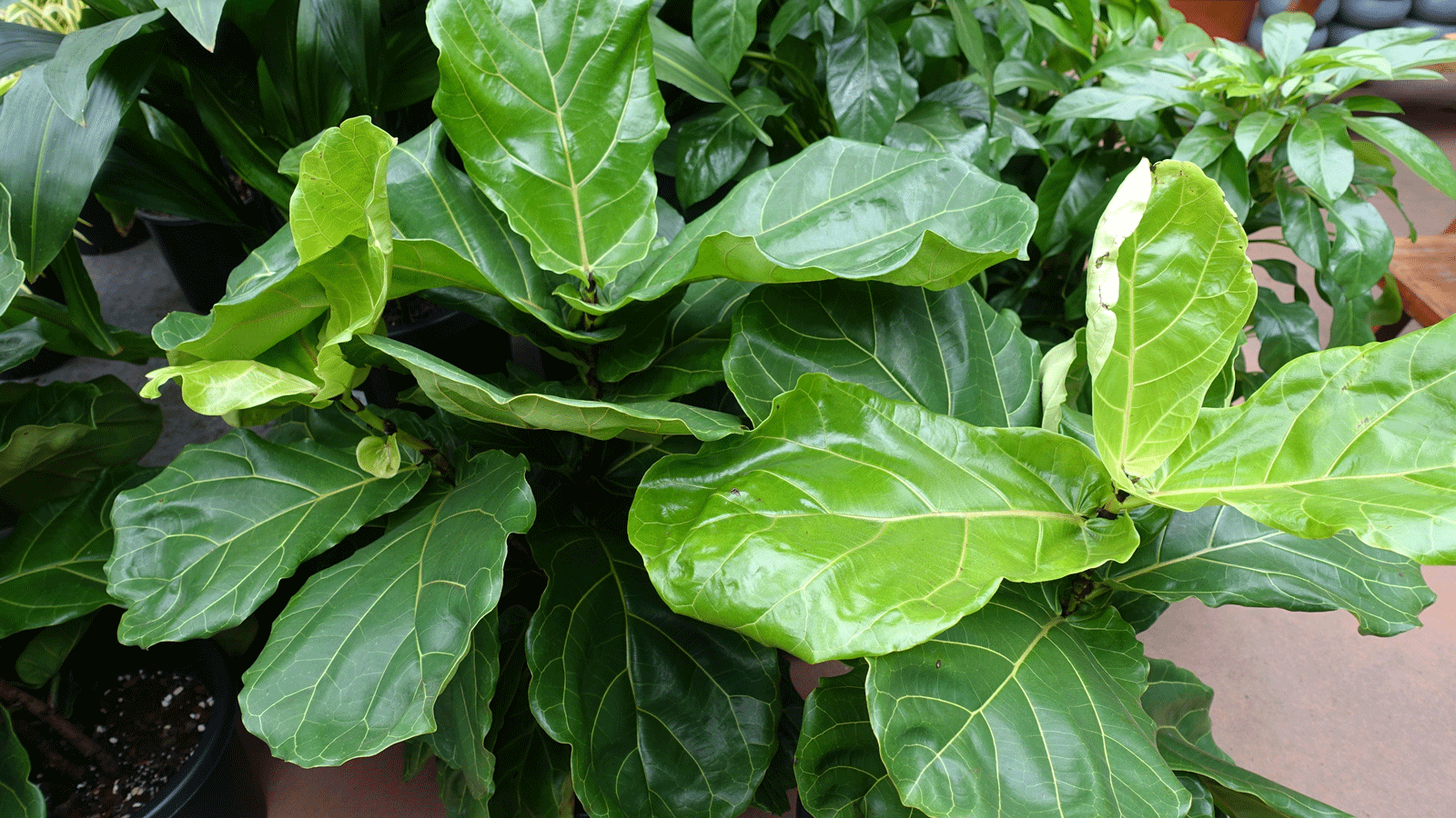 fiddle leaf fig leaves on large plant